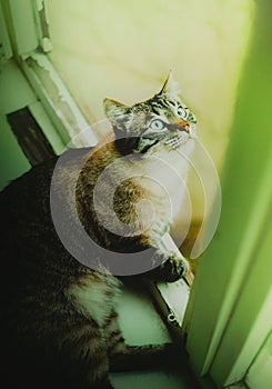 A cute tabby domestic cat is lying on the windowsill and peering out of the window during summer