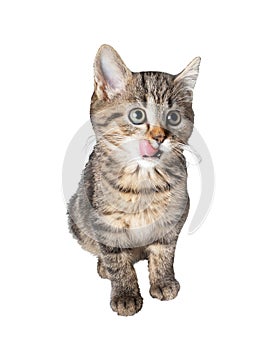 Cute tabby domestic kitten licking lips isolated on a white background