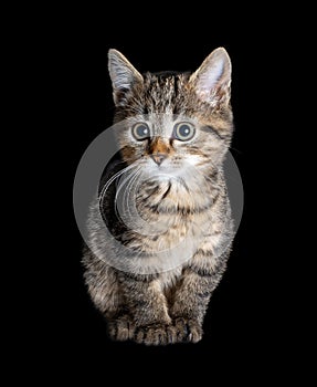 Cute tabby domestic is sitting on a black background