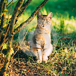 Cute Tabby Gray Cat Kitten Pussycat