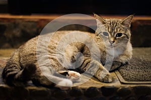 Cute Tabby gray cat portrait