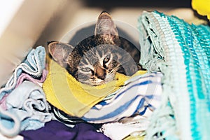 Cute tabby kitten asleep in the laundry