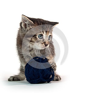 Cute tabby kitten with blue yarn