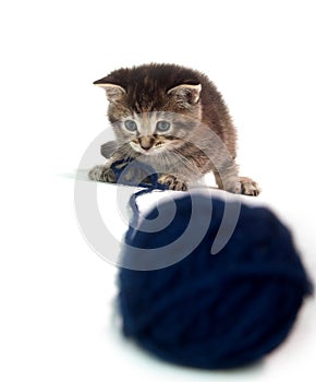 Cute tabby kitten with blue yarn