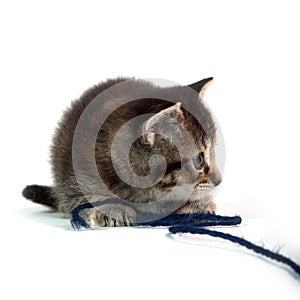 Cute tabby kitten with blue yarn