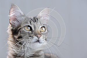 Cute Tabby Kitten Close-Up