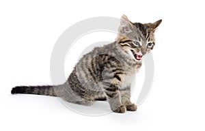 Cute tabby kitten crying on white