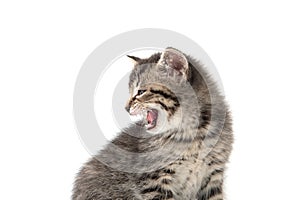Cute tabby kitten crying on white