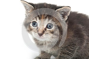 Cute tabby kitten face