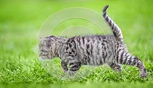 Cute tabby kitten on green grass background