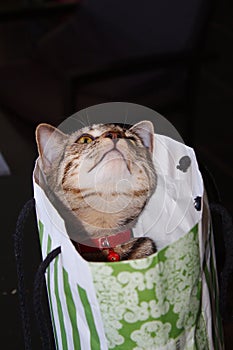 A cute tabby kitten in a green and white paper gift bag.