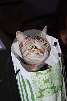 A cute tabby kitten in a green and white paper gift bag.