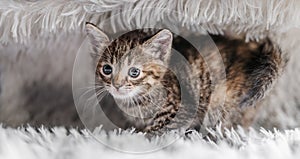 Cute tabby kitten on grey soft blanket.