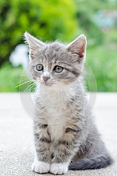 Cute tabby kitten