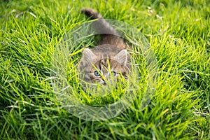 Cute tabby kitten hiding