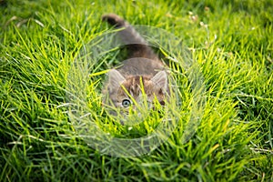 Cute tabby kitten hiding
