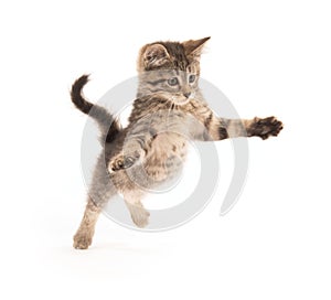 Cute tabby kitten jumping