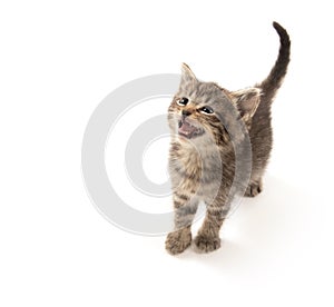 Cute tabby kitten looking up