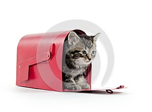 Cute tabby kitten in mailbox