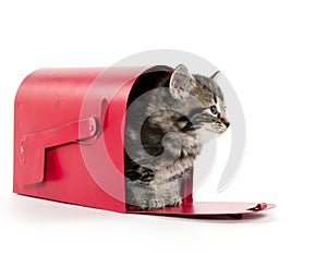 Cute tabby kitten in mailbox