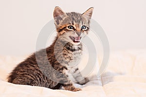 Cute tabby kitten meowing on soft off-white comforter