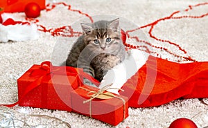 Cute tabby kitten near Christmas Santa Claus hat, garland lights, Xmas gifts decor. Pretty Baby cat. Home pets at New Year