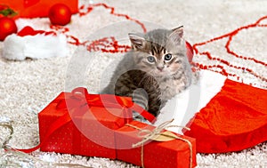 Cute tabby kitten near Christmas Santa Claus hat, garland lights, Xmas gifts decor. Pretty Baby cat. Home pets at New Year