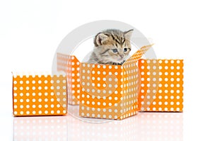 Cute tabby kitten in orange polka dot box on white background