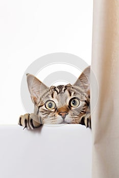 Cute tabby kitten peeking out from behind the curtains. isolated on white background.