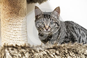 Cute tabby kitten playing on cat tree