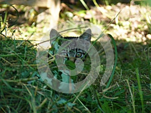 Cute tabby kitten playing and hiding in grass clippings in the garden