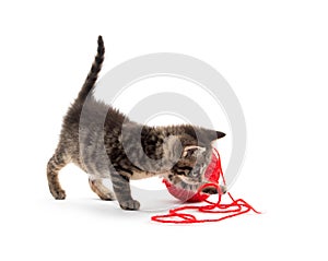 Cute tabby kitten playing with red yarn
