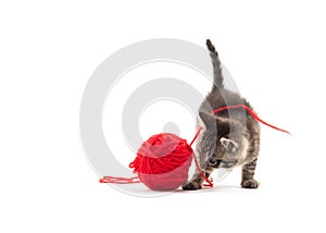 Cute tabby kitten playing with red yarn