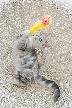 Cute tabby kitten playing toy