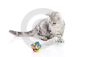 Cute tabby kitten playing toy