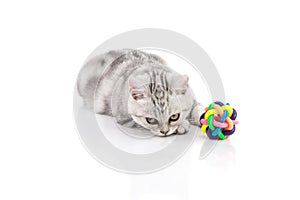 Cute tabby kitten playing toy