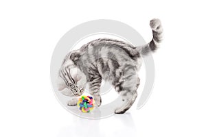 Cute tabby kitten playing toy