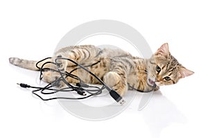 Cute tabby kitten playing on white background