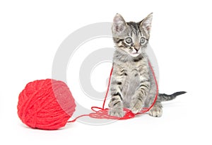 Cute tabby kitten playing with yarn