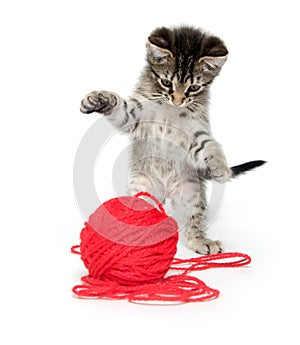 Cute tabby kitten playing with yarn