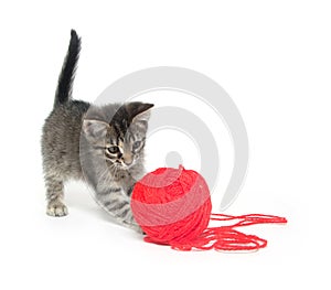 Cute tabby kitten playing with yarn