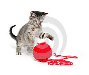 Cute tabby kitten playing with yarn