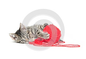 Cute tabby kitten playing with yarn