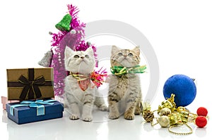 Cute tabby kitten with present