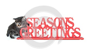 Cute tabby kitten and seasons greetings sign