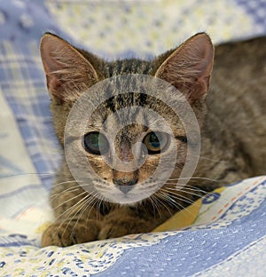 Cute tabby kitten with a sick eye at an animal shelter