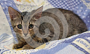 Cute tabby kitten with a sick eye at an animal shelter