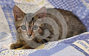 Cute tabby kitten with a sick eye at an animal shelter