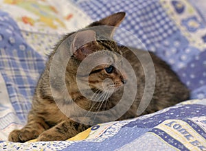 Cute tabby kitten with a sick eye at an animal shelter