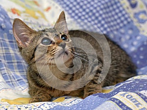 Cute tabby kitten with a sick eye at an animal shelter